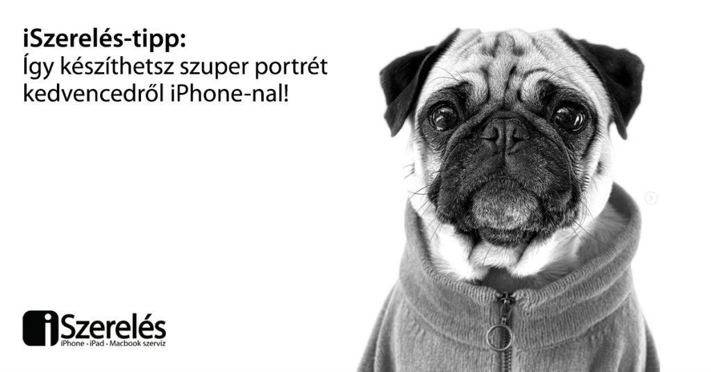 fotózz portrét kedvencedről iPhone-nal